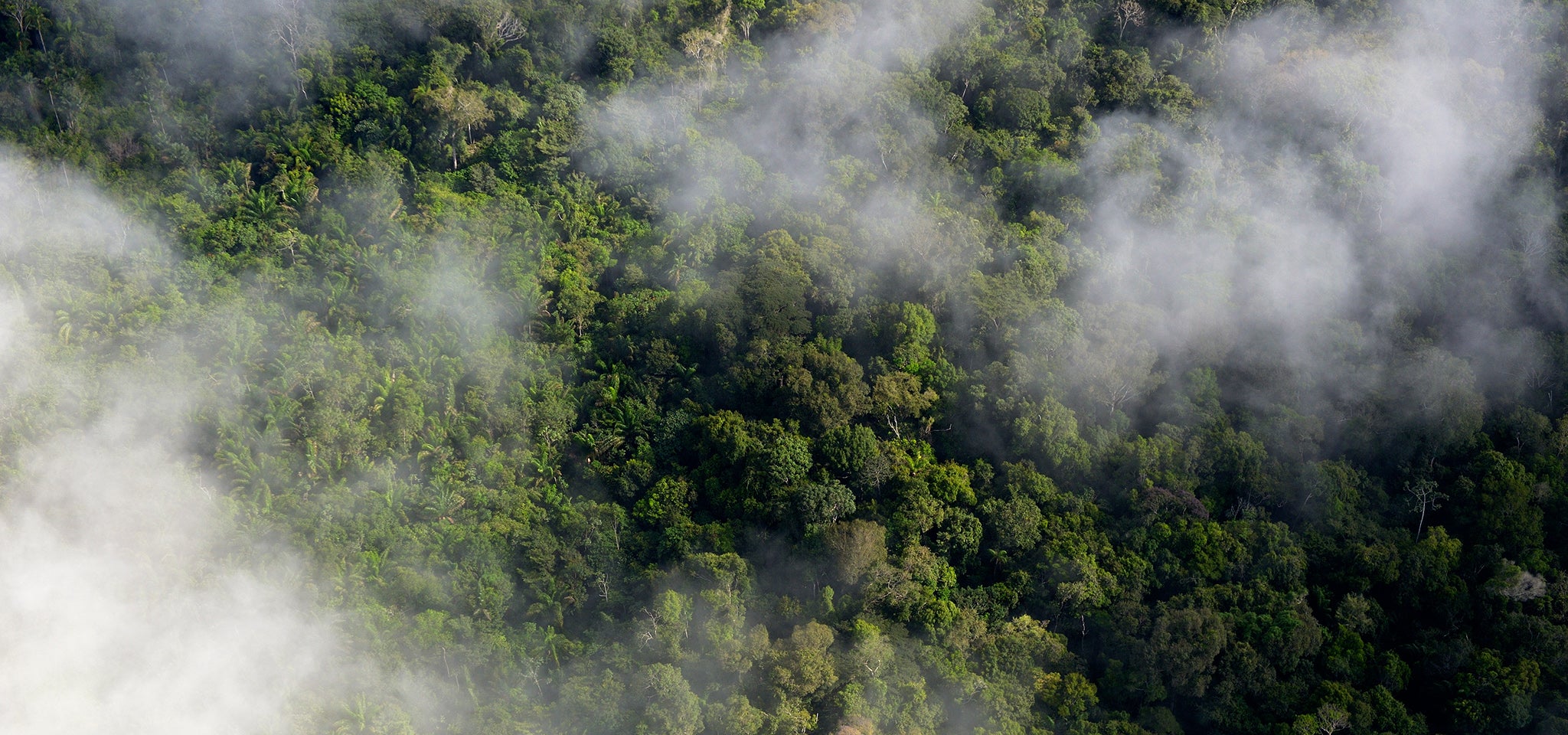 Amazonas rain forest, Brasil